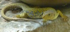 lézard ocellé lézard ocellé