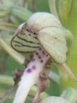 orchis
                  bouc