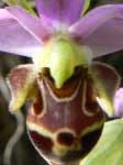 ophrys bourdon