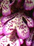 orchis purpurea