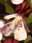 orchis purpurea