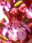 orchis purpurea