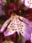 orchis purpurea