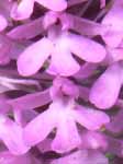 orchis pyramidal