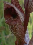 une
                  nouvelle orchide arrive