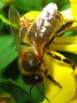 une abeille arrive