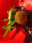 sauterelle sur fond
            rouge
